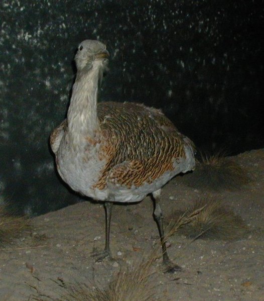 Great Bustard Great Bustard